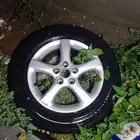 جنوط مكسيما كروم