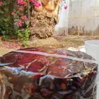 تمور برني وكعيمر العيص قرية الفرع تمر فاخر ملكي