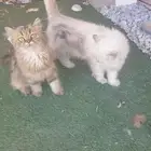 قطط للتبني ضروري في أسرع وقت