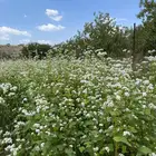 بذور الحنطة السوداء