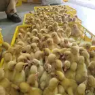 صوص بط بكيني جامبو كميات كبيره