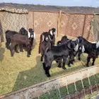 الزين وصل حري فاخر لباب بيتك