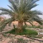 نخل للبيع و أشجار