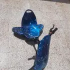 سكوترات