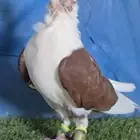 جوز مكتف احمر برابسه