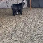 عنزين خلفات تامات