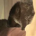 قط شيرازي للتبني