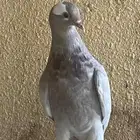 حمام زينه العدد 10 ب90 ريال