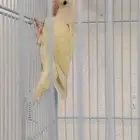 للبيع روز اينو تم البيع