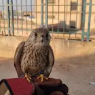 باشق وحش سليم