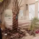 نخل وشنطونيا لزينت القصور والفلل والاستراحات والبيوت