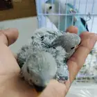 فروخ روز تم البيع