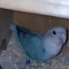 ذكر روز منتج للبيع بسعر مغري
