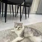 قط للتبني عمره 5 شهور ونص تقريبا