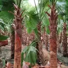 نخل واشنطني