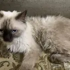 قط ذكر للتبني