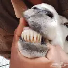 نعرض لكم شاه ماشاء الله تبارك الله حجم ممتاز ونظيه وسليمه