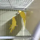 جوز دره انباع
