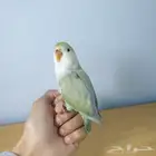 للبيع روز اليف