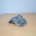 للبيع فروخ روز تقبل الغر