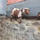 اعرض لكم عدد2 تيوس بهر مشروع فحول العمر 7شهور الموقع محافظة