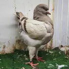 انثى كنق ملكيه براون بار ..تم البيع