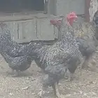 دجاج براهما