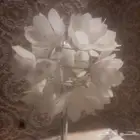 ابجورة علاشكل ورد ابيض عدد2 ابجورة