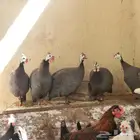 دجاج حبشي فرعوني