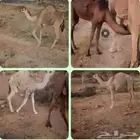 بكار وقعدان طيبه بريه