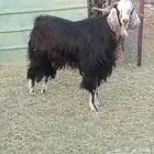 تيس فحل للبيع