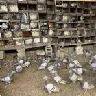 حمام الجوز 20ريال