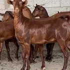 جفار دهم عدد 10 ( تم البيع )