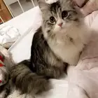 دكتور بيطري