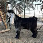 تيس عارضي طيب