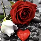 نقل طالبات من الراقي الى الشرفيه ام همس