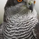 مطلوب باز بة مية