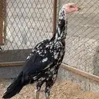 دجاج باكستاني سندي ( تم البيع )
