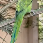طير دره مفقود في القطيف الخويلديه