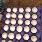 للبيع بيض بلدي