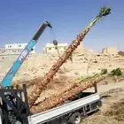 نخل واشنطني زينه جميع المقاسات وتنسيق الحدايق وقص الشجار وتك