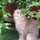 قط سكواتش للبيع