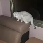 سكوتش شنشيلا