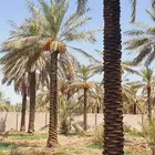 نخل للبيع مثمر احجام ومقاسات متوفر واسعار معقوله