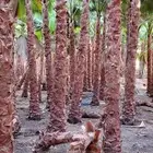 نخل واشنطنياء زينه