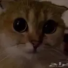 سكوتش ستريت بسعر رمزي
