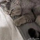 طلب تزاوج ذكر سكوتش ستريت شورت هاير
