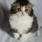 للبيع سكوتش فولد