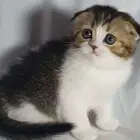 للبيع سكوتش فولد