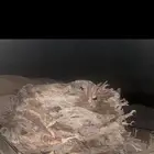 حوض شاص للبيع